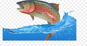 Rainbow trout Fish Euclidean vector - Fly fish vector 