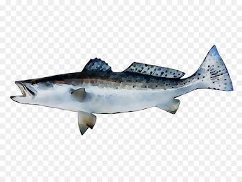 Rainbow trout Fish Image Salmon -  
