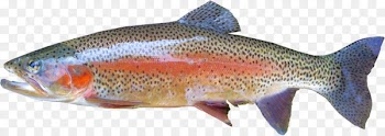 Rainbow trout Fly fishing - fish label 