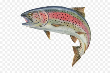Rainbow trout Fly fishing - Fishing 