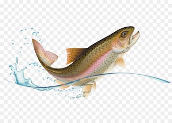 Rainbow trout Stock photography - fish 