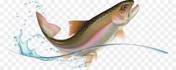 Rainbow trout Stock photography - others 