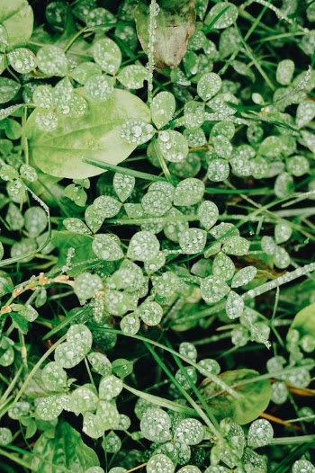 Raindrops Forming on Clovers · Free Stock Photo