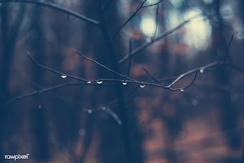 Raindrops | Free public domain photo - 432224
