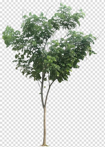 Raintree Albizia chinensis Tropical Africa Tamarind, eucalyptus transparent background PNG clipart