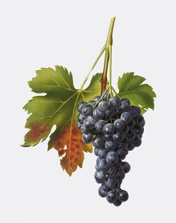 Raisin grape from Pomona Italiana (1817 - 183.. | Free stock vector - 488221
