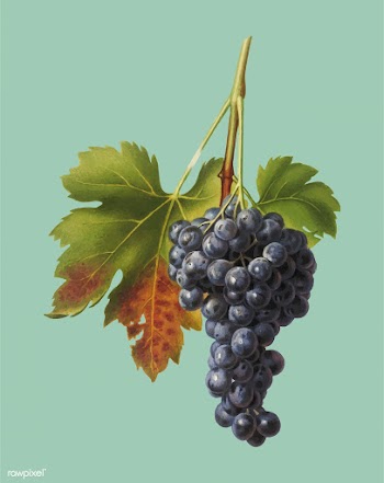 Raisin grape from Pomona Italiana (1817 - 183.. | Free stock vector - 488224
