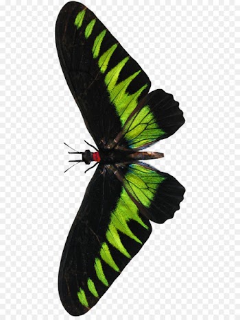 Rajah Brookes Birdwing, Insect, Moth, Butterfly PNG