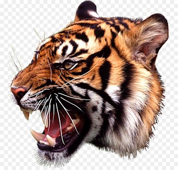 Rajputana Mewar Rajasthan Rana - Head TIGER 