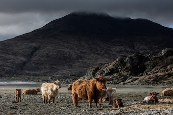 Ram Animals Near Mountains Under Gray Sky