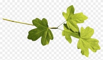 Rama De La Hoja Euclidiana Del Vector - Leaf
