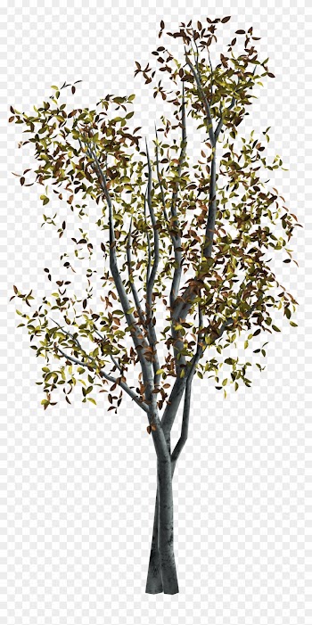 Rama De Árbol De Otoño - Tree