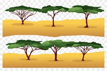 Rama Wattles Árbol Euclidiana Del Vector - Acacia Tree Vector