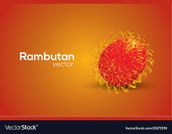 Rambutan in format vector image