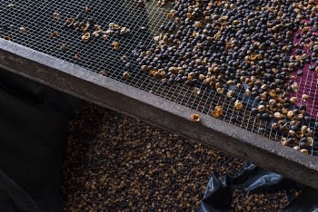 Ramon seed, Mayan food ingredient. | Free Photo - rawpixel
