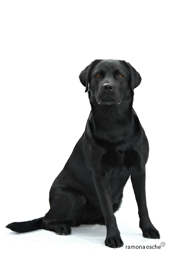 Ramona Osche | Black Labrador “Pearly”