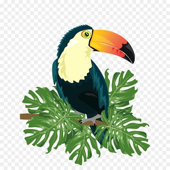 Ramphastinae Bird Ramphastos Illustration - Vector Tropical Birds 