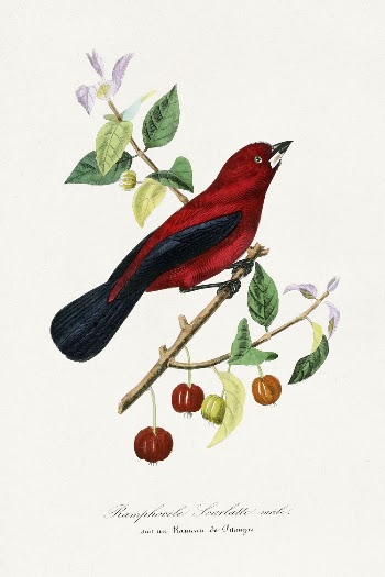 Ramphocelus bird painting by Paul | Free Photo Illustration - rawpixel