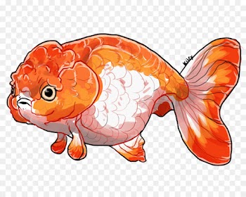 Ranchu, Lionhead, Fantail, Fish, Goldfish PNG