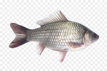 Ranchu Telescope Comet Common carp Common goldfish - fish 
