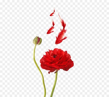 Ranunculus asiaticus Meadow buttercup Poppy Red Petal - Red Lotus 