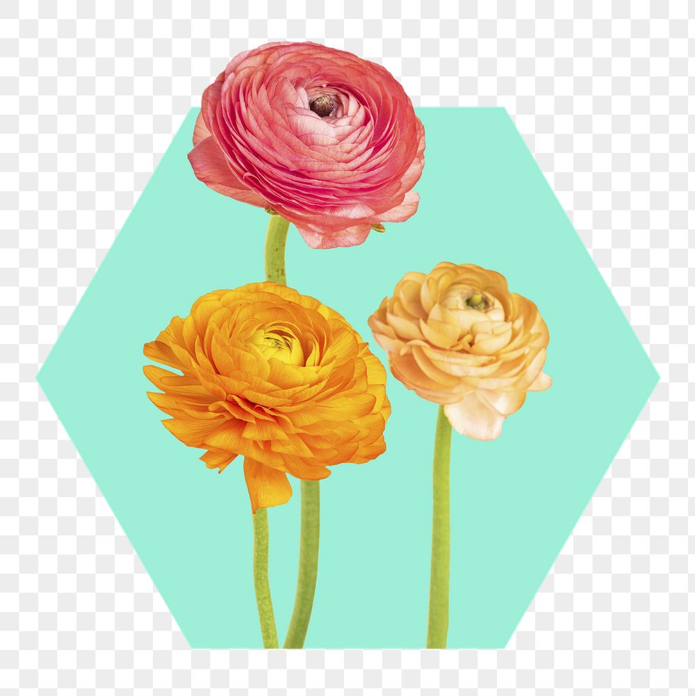 Ranunculus flower png badge sticker, | Free PNG - rawpixel