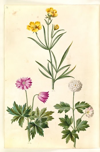 Ranunculus illyricus (steppe buttercup);Anemone nemorosa | Free Photo - rawpixel