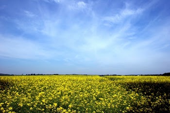 rapeseed_027_filtered.jpg