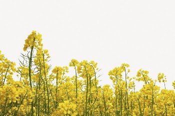 Rapeseed flower border collage element, | Free PSD - rawpixel