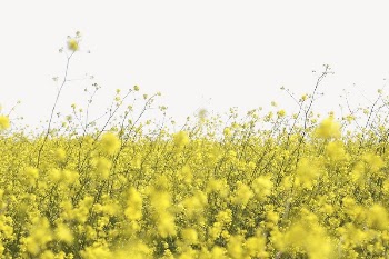 Rapeseed flower border collage element, | Free PSD - rawpixel