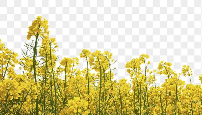 Rapeseed flower png border sticker, | Free PNG - rawpixel