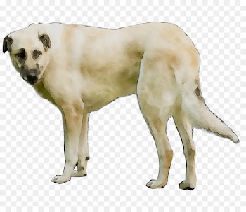 Rare dog breed Crossbreed -  
