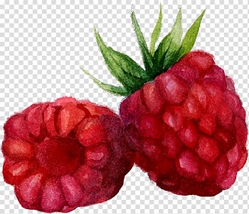 Raspberries , Watercolor painting Mxfbre, Raspberry transparent background PNG clipart