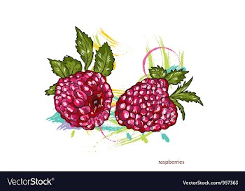 Raspberries with colorful splashes vector image
