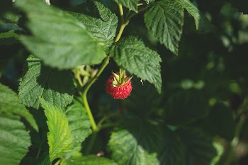 Raspberry bush