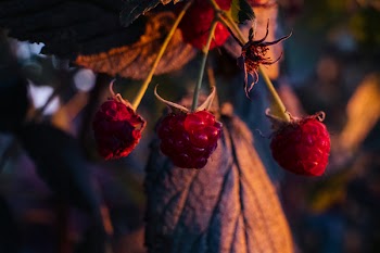 Raspberry bush closeup 3