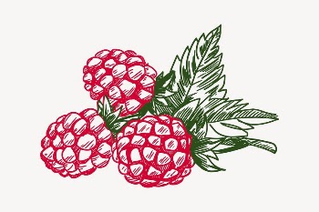 Raspberry  clipart, drawing illustration | Free Vector Illustration - rawpixel