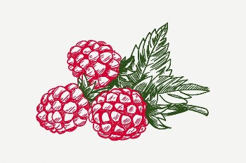 Raspberry  collage element, vintage | Free PSD Illustration - rawpixel