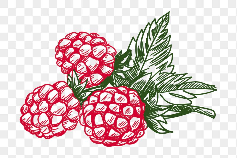Raspberry  png sticker illustration, | Free PNG - rawpixel