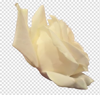 Raster graphics, The side of the white rose transparent background PNG clipart