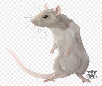 Rat Chinese zodiac Astrological sign Horoscope - rat 