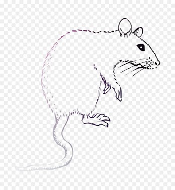 Rat Drawing Clip art /m/02csf Hare -  