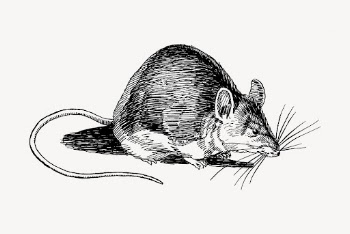 Rat drawing, vintage animal illustration | Free Vector - rawpixel