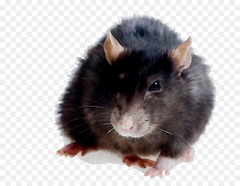 Rat Hamster Gerbil Kempsey Mouse -  