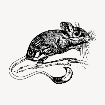 Rat hand drawn clipart, animal | Free Vector - rawpixel