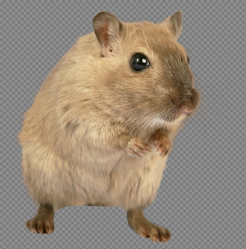 Rat, mouse, mice PNG free images, pictures