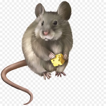 Rat Mouse Rodent Clip art - Cheese-eating rat 