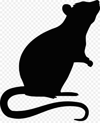 Rat Mouse Rodent - rat 