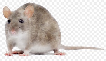Rat Mus Gerbil Hamster Dormouse -  