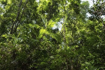Ratan along the trail. Sugodi, | Free Photo - rawpixel